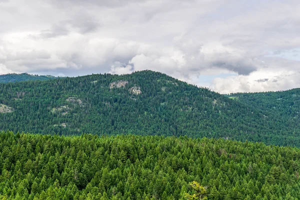 Nublado Día Verano Verde Bosque Montañas Columbia Británica Canadá — Foto de Stock