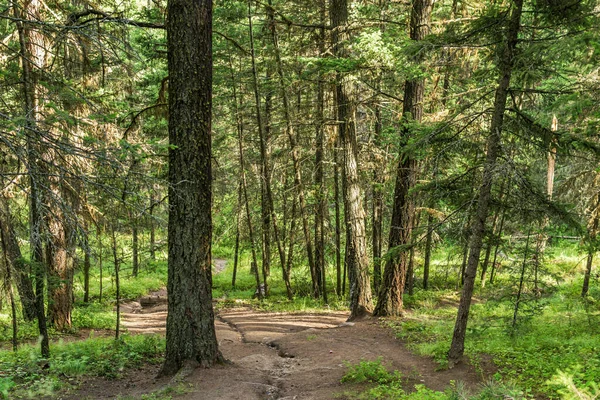 Sentier Randonnée Vide Dans Parc Provincial Paul Lake Colombie Britannique — Photo