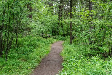 Paul Gölü İl Parkı 'nda boş yürüyüş yolu Britanya Kolombiyası Kanada