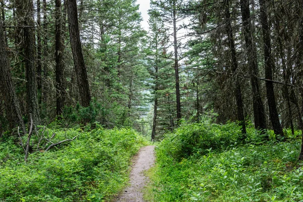 Sentier Randonnée Vide Dans Parc Provincial Paul Lake Colombie Britannique — Photo