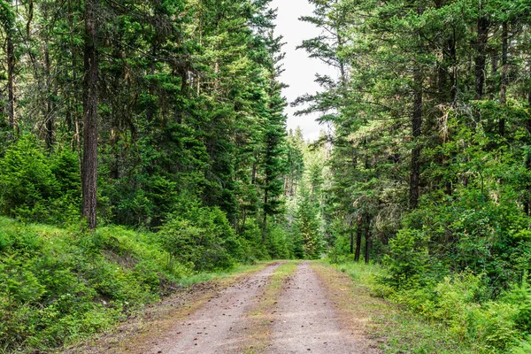 Belle Route Rurale Travers Une Forêt Parc Colombie Britannique Canada — Photo