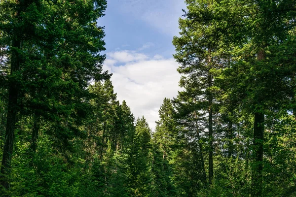 Piękny Las Zielone Drzewa Pod Błękitnym Niebem Białymi Chmurami — Zdjęcie stockowe
