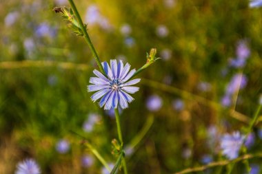 Yakın çekim, yaz güneşinin altındaki çiçeğin bulanık arkaplanı.
