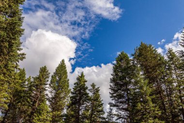 Mavi gökyüzünün altında beyaz bulutlu güzel yeşil ağaçlar.