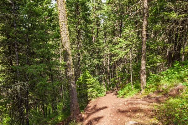 Pusty Szlak Turystyczny Parku Prowincji Paul Lake British Columbia Kanada — Zdjęcie stockowe