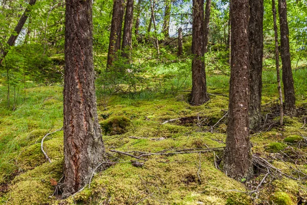 Många Trädstammar Skogen Sommartid Natur Grönt Trä — Stockfoto