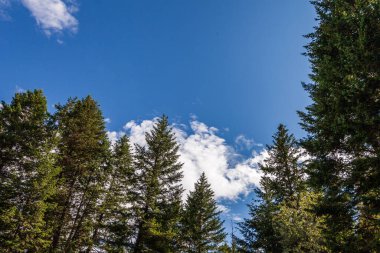 Mavi gökyüzünün altında beyaz bulutlu güzel yeşil ağaçlar.
