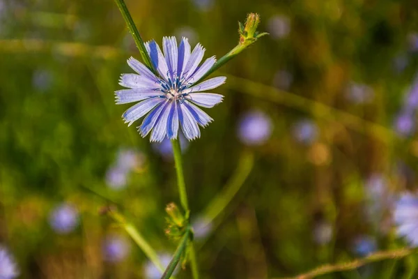 Zbliżenie Naturalny Widok Kwiat Lecie Światło Słoneczne Zamazanym Tle — Zdjęcie stockowe