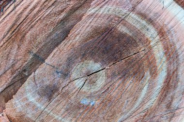 Ağaç kesimindeki soyut desen doğal arka plan, ağacın kesimi.