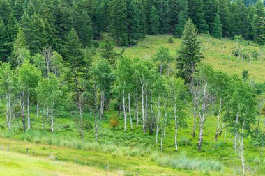 Aspen Ağaçları Yeşil Vadi 'de güzel bir yaz sabahı Britanya Kolombiya' sı Kanada.