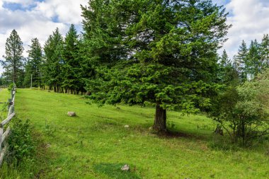 Büyük ağaçlar Yeşil Vadi 'de güzel bir yaz sabahı Britanya Kolombiyasında Kanada.