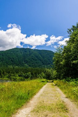 Golden Ears İl Parkı 'ndaki boş orman yolu British Columbia Kanada