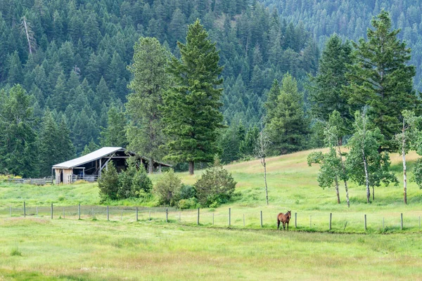 Granja Día Verano Nublado Bosque Verde Las Montañas Columbia Británica — Foto de Stock