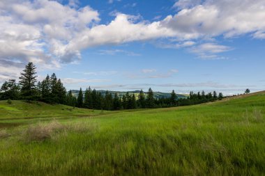 Britanya Kolombiyası 'nda bulutlu mavi gökyüzünün altında yemyeşil çimlerle kaplı bir tepe..
