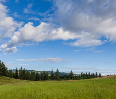 Britanya Kolombiyası 'nda bulutlu mavi gökyüzünün altında yemyeşil çimlerle kaplı bir tepe..