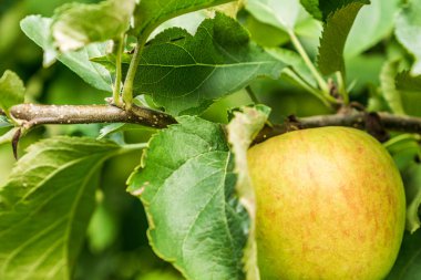 yeşil yapraklı elma dalında yeşil elma.