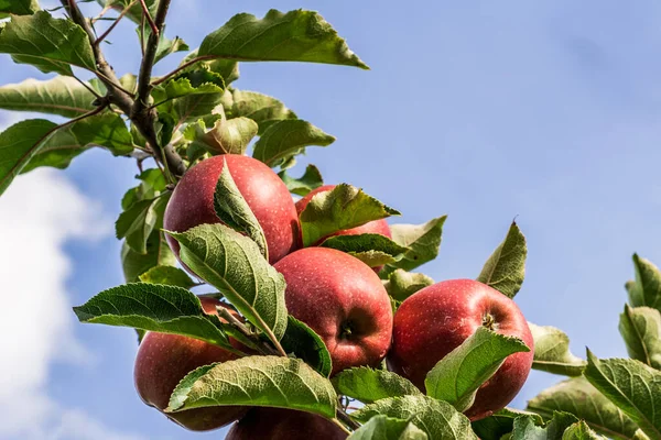 Manzanas rojas en una rama de manzano con hojas verdes. — Foto de Stock