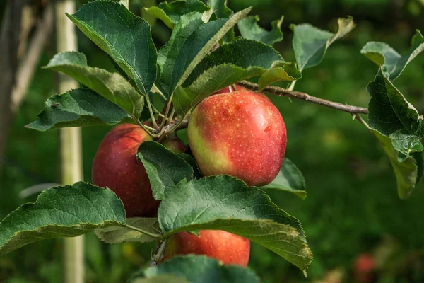 Красные яблоки на ветке яблони с зелеными листьями. — стоковое фото