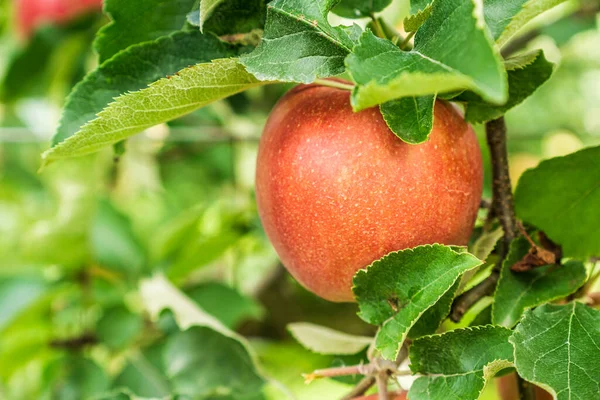 Manzana roja en una rama de manzano con hojas verdes. — Foto de Stock