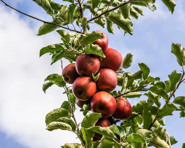 Manzanas rojas en una rama de manzano con hojas verdes. — Foto de Stock