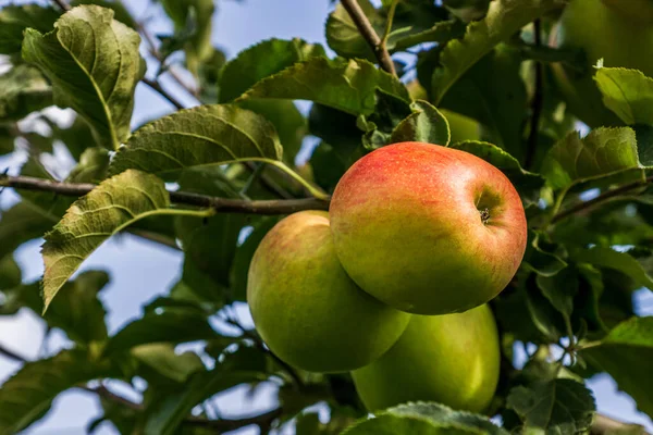 Green apples on a branch of apple tree with green leaves. — Stock Photo, Image