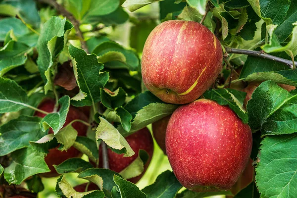 Manzanas Rojas Una Rama Manzano Con Hojas Verdes — Foto de Stock