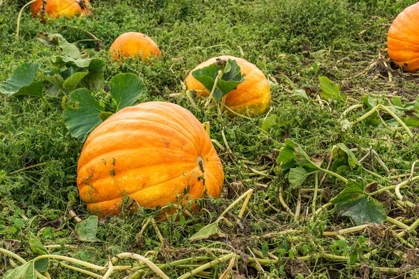 Champ Citrouilles Orange Dans Une Ferme Campagne — Photo