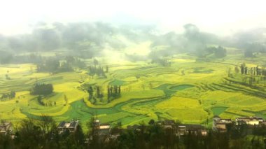 Kanola Timelapse alanı, kolza tohumu çiçek alan sabah sis Luoping, Çin.
