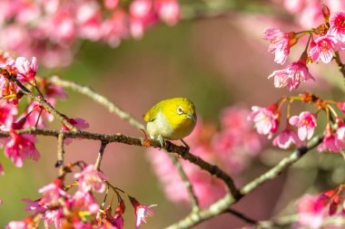 Japon White-eye (Zosterops japonicus) üzerinde bir kiraz çiçeği