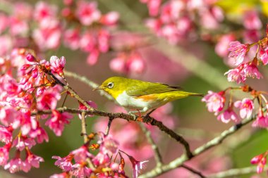 Japon White-eye (Zosterops japonicus) üzerinde bir kiraz çiçeği