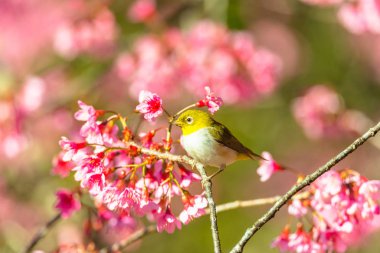 Japon White-eye (Zosterops japonicus) üzerinde bir kiraz çiçeği