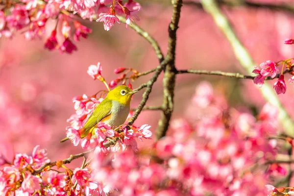 Japán Pápaszemesmadár Zosterops Japonicus Cherry Blossom — Stock Fotó