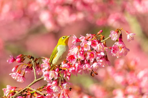 Japon White-eye (Zosterops japonicus) üzerinde bir kiraz çiçeği