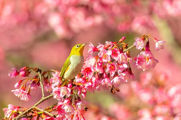 Œil Blanc Japonais Zosterops Japonicus Sur Une Fleur Cerisier — Photo