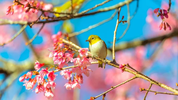 Japon White-eye (Zosterops japonicus) üzerinde bir kiraz çiçeği