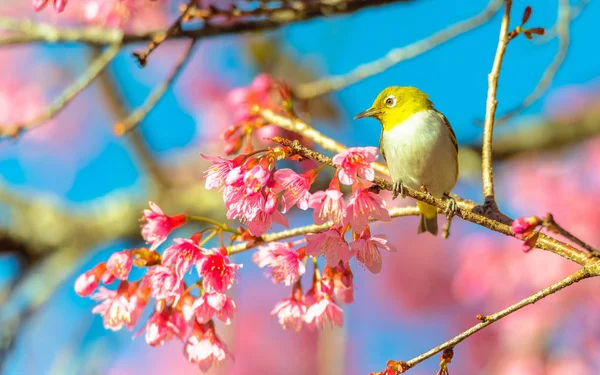 Japon White-eye (Zosterops japonicus) üzerinde bir kiraz çiçeği