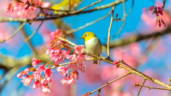 Japon White-eye (Zosterops japonicus) üzerinde bir kiraz çiçeği