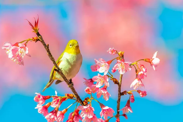 Japon White-eye (Zosterops japonicus) üzerinde bir kiraz çiçeği