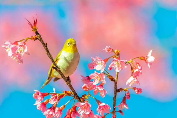 Japanese White-eye (Zosterops japonicus) on a Cherry blossom