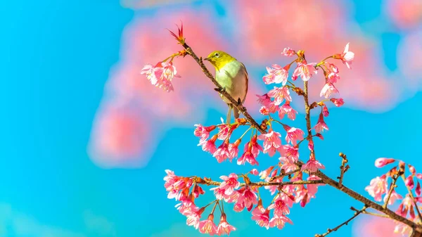 Японский Белоглазый Zosterops Japonicus Цветке Вишни — стоковое фото
