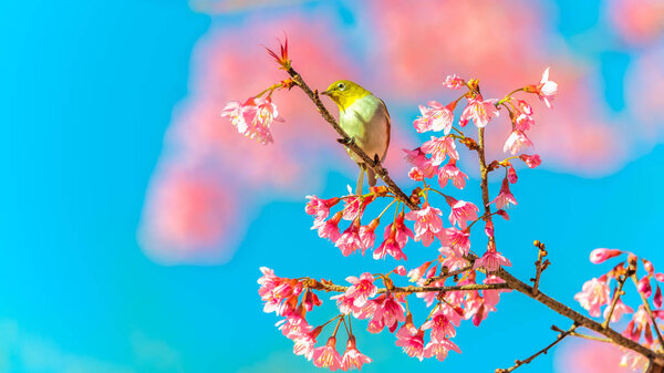 Japanese White-eye (Zosterops japonicus) on a Cherry blossom