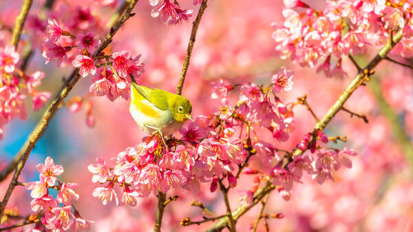 Japanese White-eye (Zosterops japonicus) on a Cherry blossom