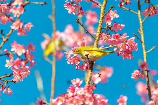 Japon White-eye (Zosterops japonicus) üzerinde bir kiraz çiçeği