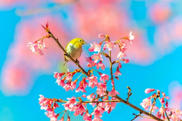 Japon White-eye (Zosterops japonicus) üzerinde bir kiraz çiçeği