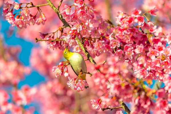 Occhio Bianco Giapponese Zosterops Japonicus Fiore Ciliegio — Foto Stock