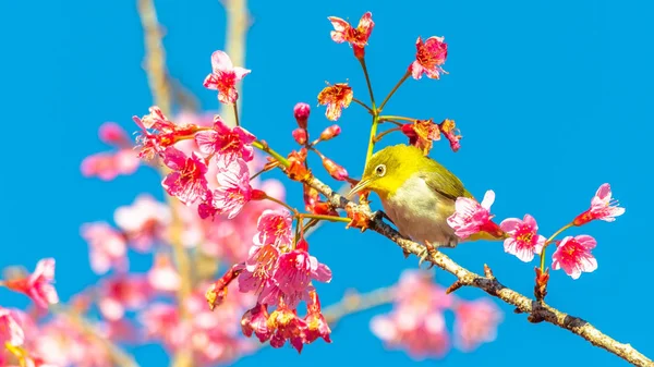 Occhio Bianco Giapponese Zosterops Japonicus Fiore Ciliegio — Foto Stock