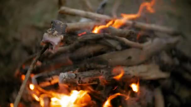 Lycklig familj av turister på en resa. Mamma och barn stek marshmallows på elden nära tältet — Stockvideo