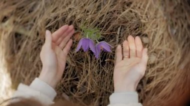 Nemophila. Ormanın içinde mavi çiçekler bahar