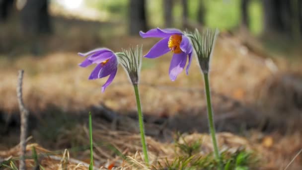 Nemophila. Wiosna kwiaty niebieski w lesie — Wideo stockowe