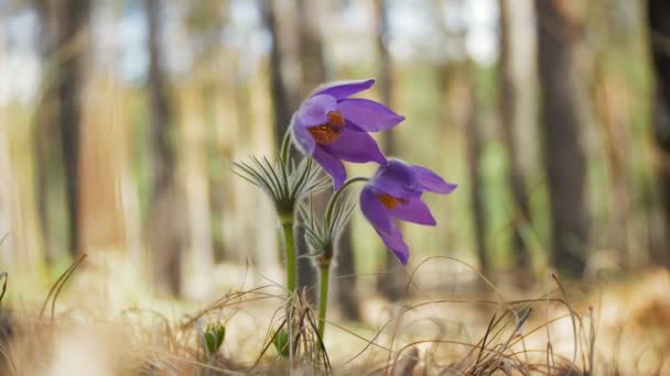 Nemophila. Lente blauwe bloemen in het bos — Stockvideo